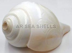 Conch Shell 6 Inch Blowing Shankh