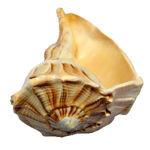 H0003-01 &amp;ndash; Dakshinavarthi Sankh 5inches 330grams Remedy for Money Related and Financial Success