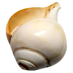 Vamavarthi Blow Shankh Voodhe Sankham Edampuri Voodhura Sangu 9 Inch – S905868-01